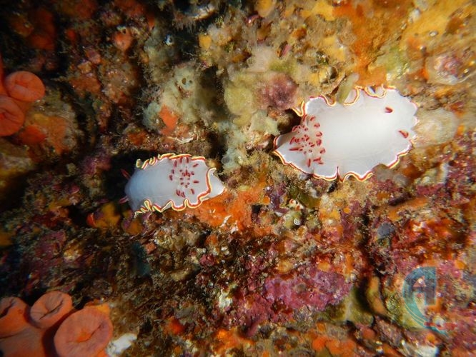 nudibranqueo blanco del pacifico